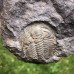 Eccaparadoxides pusillus